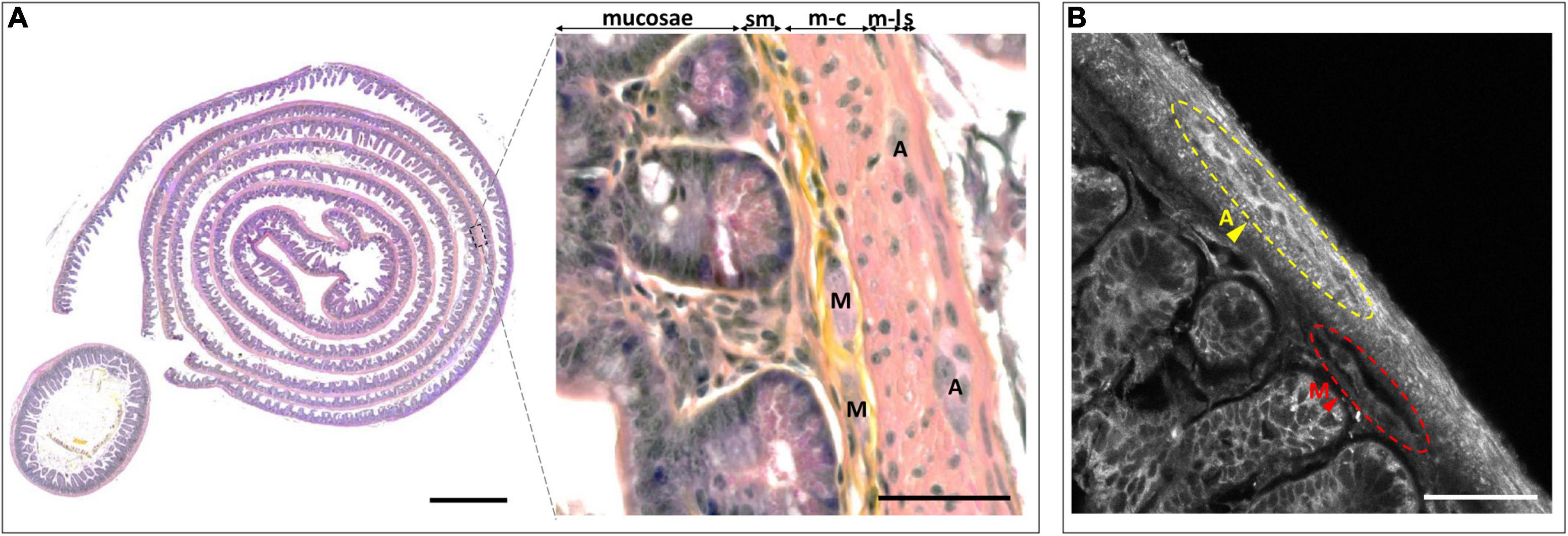 Label-free, fast, 2-photon volume imaging of the organization of neurons and glia in the enteric nervous system